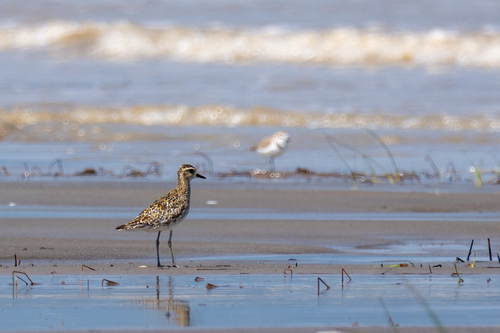 Pacific Golden-Plover