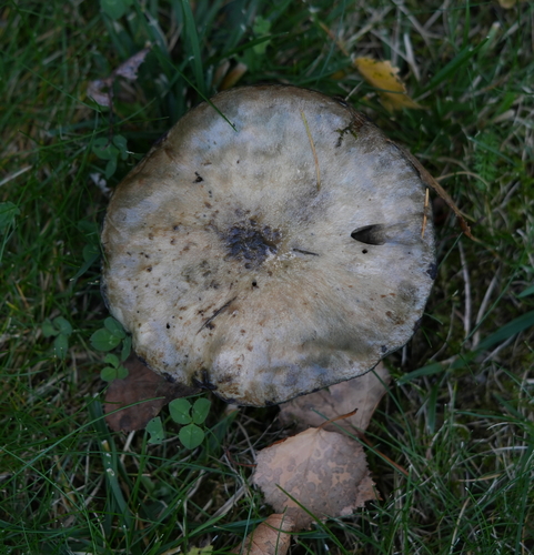 Sticky Bolete