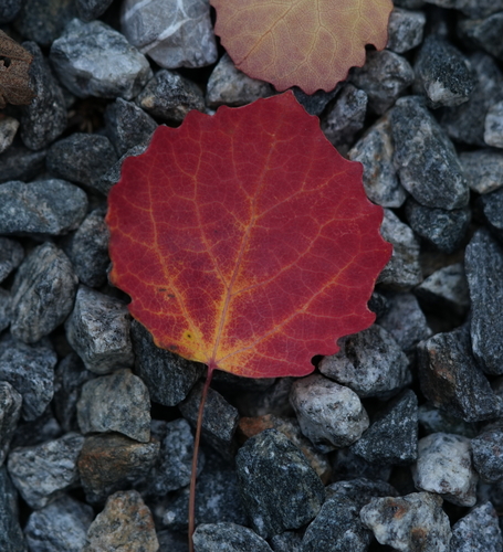 European aspen