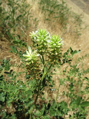 Astragalus asymmetricus