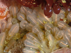 Clavelina huntsmani