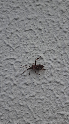 Western Conifer Seed Bug