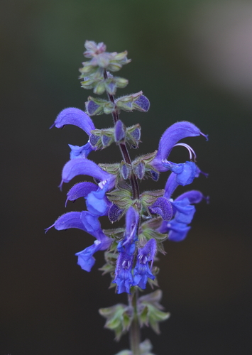 Meadow Sage
