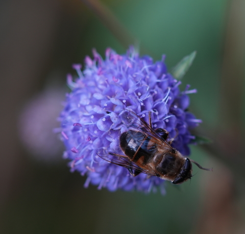 Common Drone Fly
