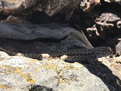 Sceloporus graciosus gracilis