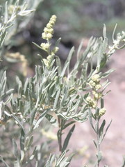 Artemisia cana