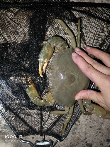 green mud crab