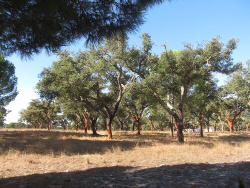 cork oak