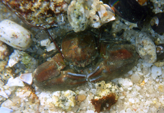Porcellanidae