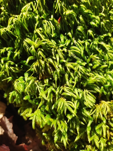 Nogopterium gracile observed 2026-10-11