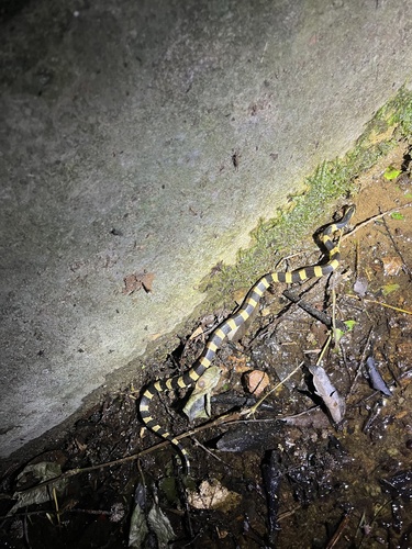 Banded Krait