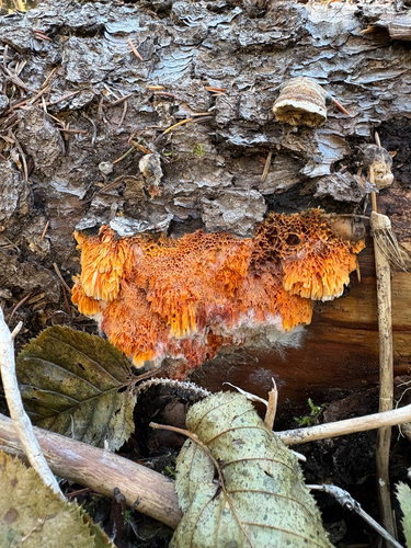 Pycnoporellus alboluteus observed 2026-10-04