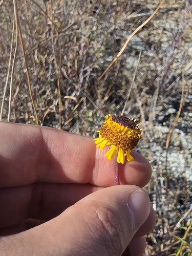 Helenium puberulum, 2026-10-10