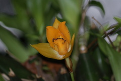 Lycaste suaveolens