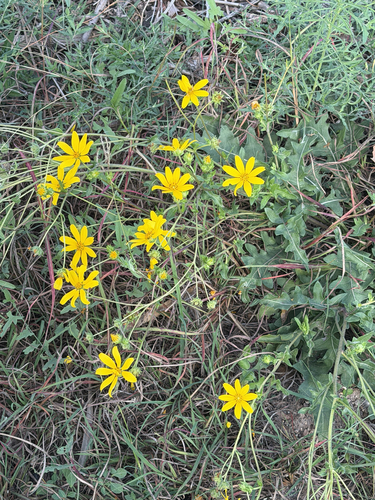 Engelmann daisy