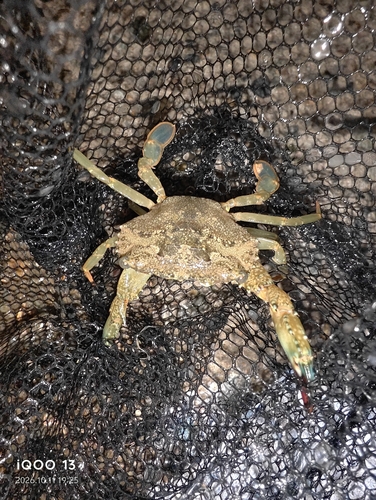 Crenate Swimming Crab