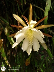 Disocactus crenatus