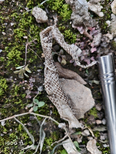 Chinese Cobra