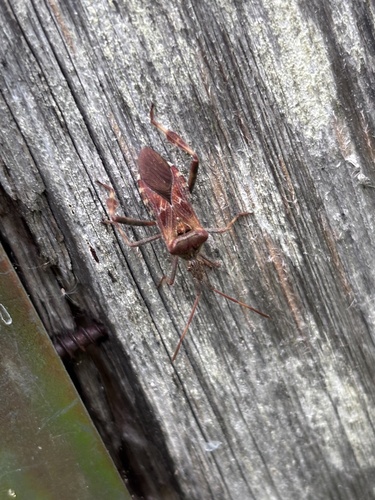 Western Conifer Seed Bug