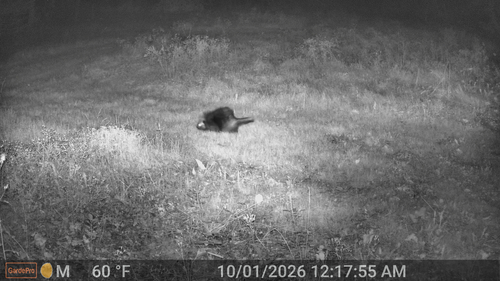 North American Porcupine
