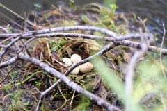 Tachybaptus dominicus