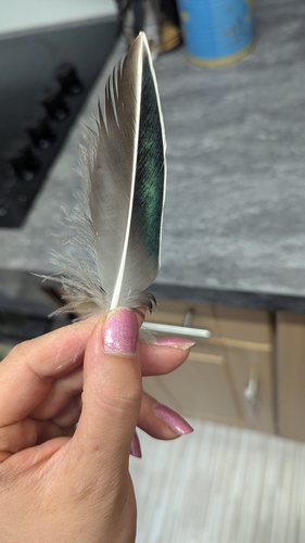 Plume de Canard siffleur