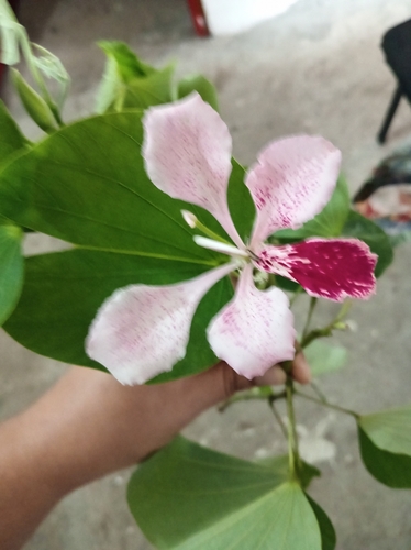 Bauhinia monandra observed 2026-10-11