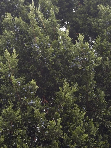 eastern redcedar