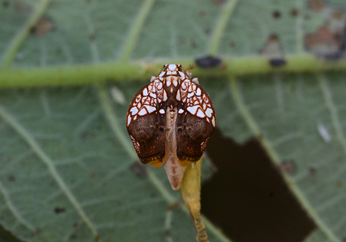Gabala argentata