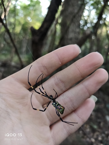 Joro Spider