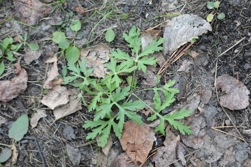 Artemisia sieversiana observed 2026-10-11