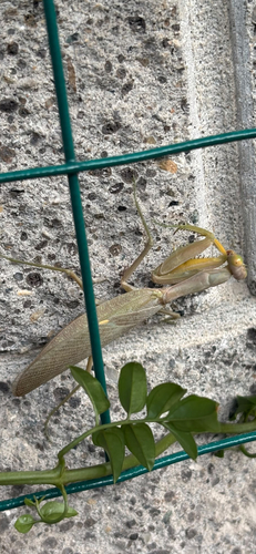 Transcaucasian Giant Mantis