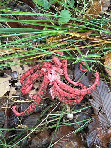 devil's-fingers