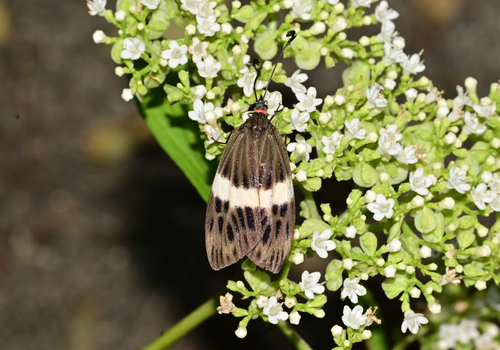 Eterusia guanxiana
