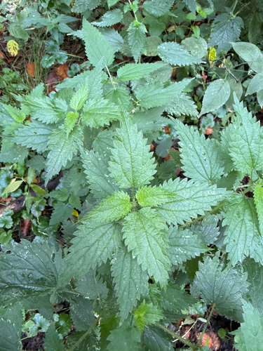 great stinging nettle