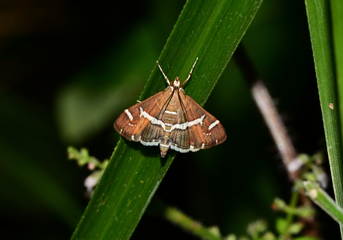 Hawaiian Beet Webworm Moth