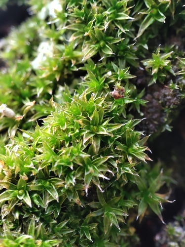 Orthotrichum diaphanum observed 2026-10-11