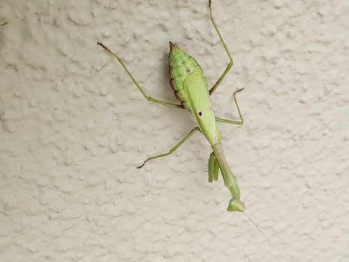 Carolina Mantis