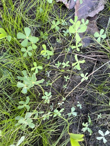 Marsilea vestita observed 2026-10-11