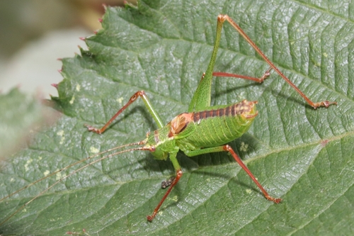 Speckled Bush-cricket