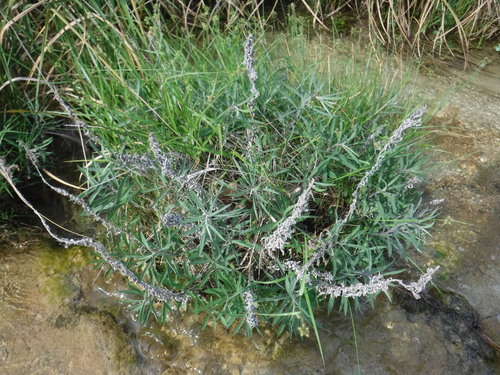 Image of Solidago juliae by (c) Eric Knight, some rights reserved (CC BY)