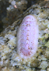 Stenoplax fallax