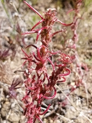 Camissoniopsis confusa
