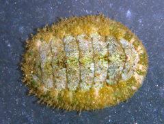 Mopalia acuta