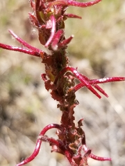 Camissoniopsis confusa