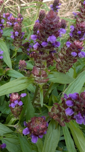 common selfheal