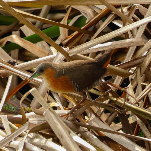Rufous-sided Crake