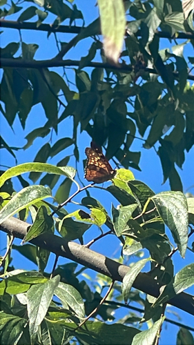 Tawny Emperor