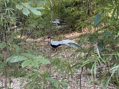 Silver Pheasant