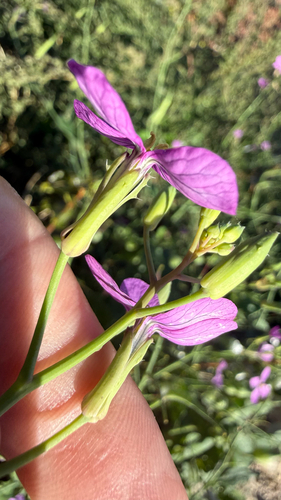 Raphanus sativus observed 2026-10-11